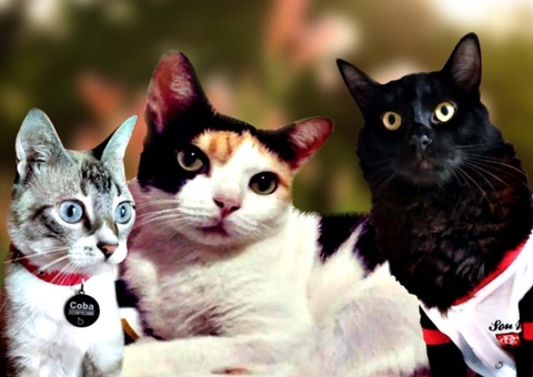 Dia mundial do gato: conheça 7 curiosidades sobre os felinos