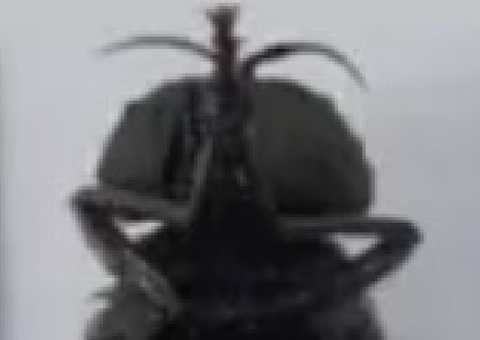 Com potencial de virar praga, 'Super mosca' é encontrada no Brasil