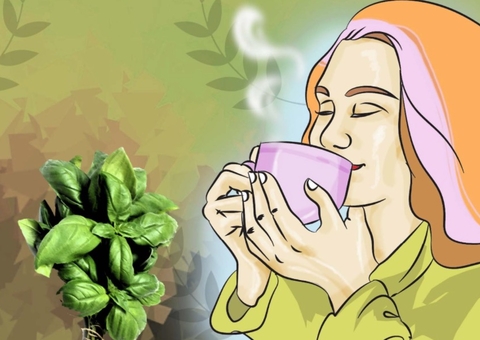 Alfavaca combate ansiedade e o envelhecimento precoce; saiba como usar