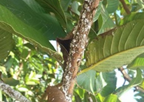 Pesquisadores identificam praga exótica em goiabeiras de municípios do Amazonas