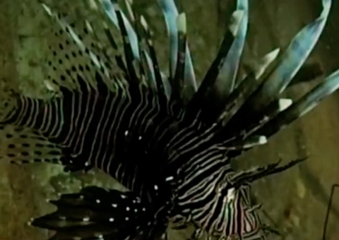 Peixe venenoso que ameaça outras espécies é encontrado em praia do Brasil