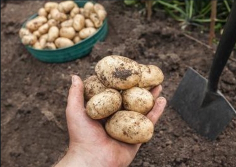 Merenda escolar deve ser adquirida de agricultura familiar, recomenda MPF 