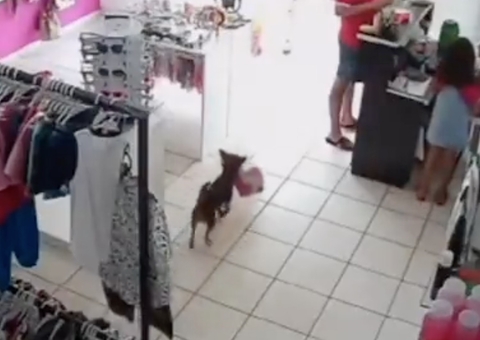 Cão 'furta' ursinhos de pelúcia e é flagrado por dona da loja; vídeo