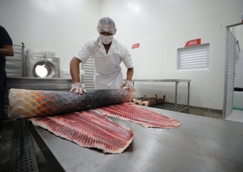 Pirarucu manejado do Médio Juruá recebe certificação sanitária que beneficia 700 famílias