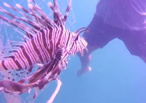 Peixe-leão ameaça pescadores no Brasil e faz nova vítima: 'Desmaiei de dor'