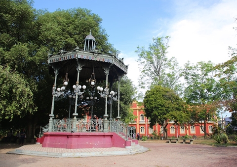 No Dia do Meio Ambiente, mudas amazônicas serão distribuídas em Manaus