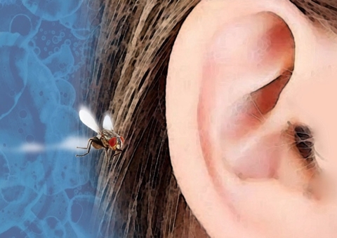 Inseto no ouvido? Saiba o que fazer se isso acontecer