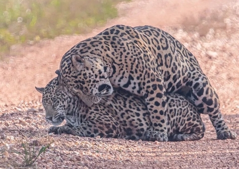 Casal de onça-pintada é flagrado trocando carinhos em fazenda; vídeo