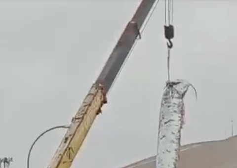 Entenda porque aparição de peixe-remo gigante causou pânico no Chile