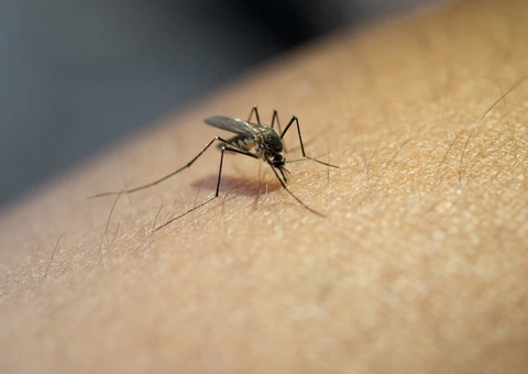 Chuvas intensas acendem alerta para aumento nos casos de dengue