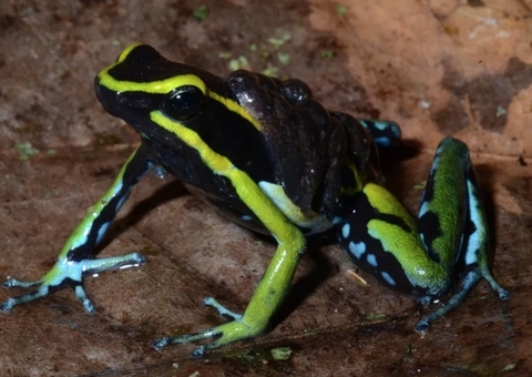 Conheça o sapo amazônico que 'sequestra' veneno de formigas para se defender