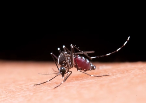 Diagnóstico precoce e tratamento da dengue em crianças evitam internações, alerta pediatra