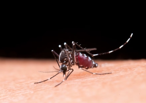 Porque algumas pessoas atraem mais carapanãs que outras?