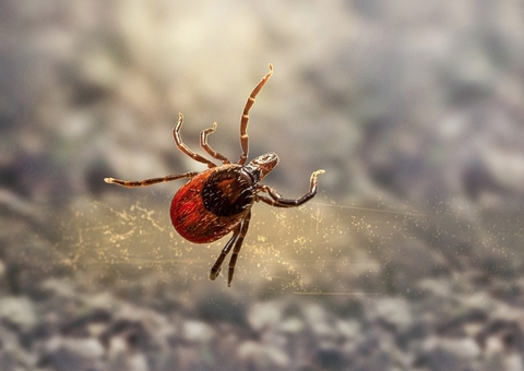 Sintomas neurológicos podem indicar febre maculosa, alerta médico