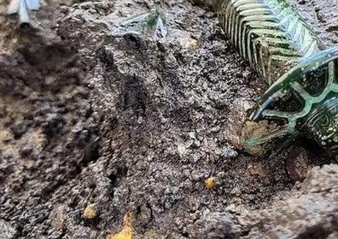 Espada de 3 mil anos é encontrada intacta em cemitério da Alemanha