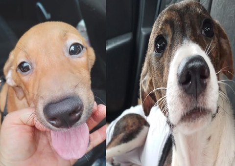 'Arraial Pet' tem quadrilha e adoção de cães e gatos neste sábado em Manaus