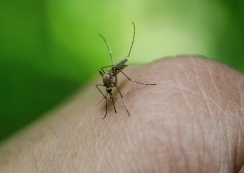 Carapanã x mosquito da dengue: qual é a diferença e como se proteger?