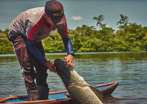 Pirarucu por assinatura gera renda para famílias ribeirinhas do Amazonas