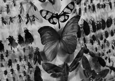 Casarão de Ideias apresenta exposição 'Monocromia' e show de Paulinho Kokay