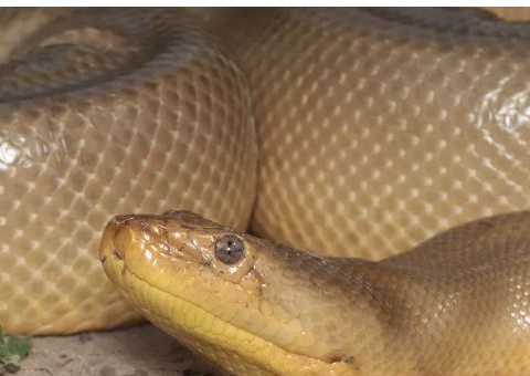 Primeira sucuri amarela mutante do mundo é encontrada na Amazônia