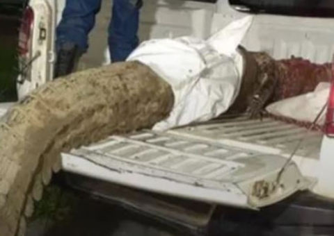 Restos mortais encontrados em jacaré podem ser de empresário no Amazonas