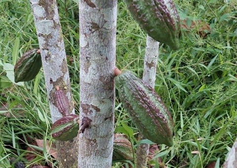 Amazonas fica em alerta para praga em cacau e cupuaçu
