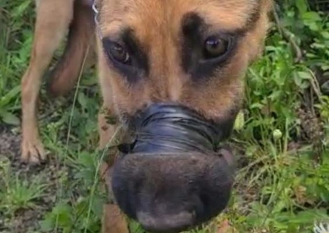 Cadela tem focinho amarrado e garganta cortada em suposto ritual
