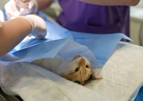 Construção do hospital público veterinário do Amazonas terá início nesta terça-feira