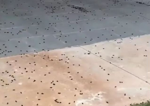 Invasão de besouros em cidade deixa criança com queimadura grave no pescoço