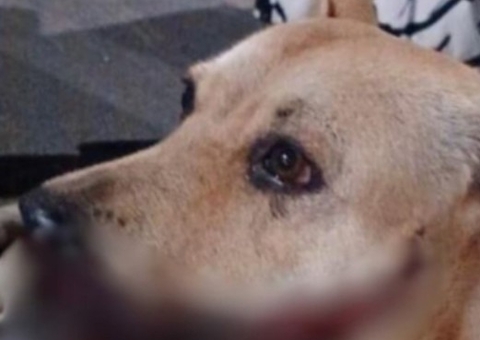 Cadela mutilada por catolé está em estado grave e passará por cirurgia hoje