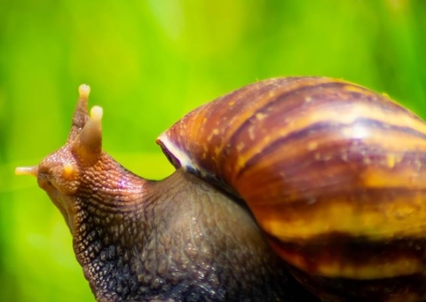 Caramujos africanos podem transmitir um tipo específico de meningite