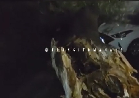 Árvore tomba e por pouco não esmaga carros no Eldorado em Manaus; vídeo