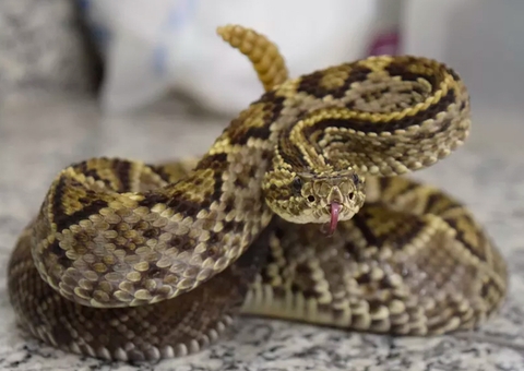 Manaus registrou 145 acidentes com animais peçonhentos até abril deste ano