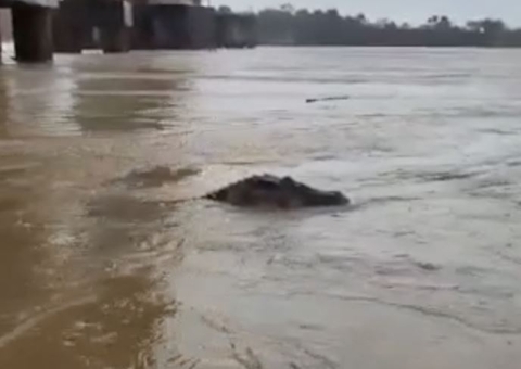 Vídeo: Jacaré gigante assusta passageiros de barco no Rio Madeira