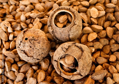 No Amazonas, bioplástico é desenvolvido a partir da castanha-do-Brasil