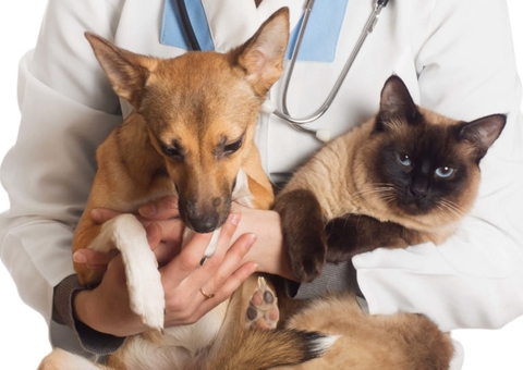 Castramóvel abre vagas para castração de cães e gatos no Amazonas 