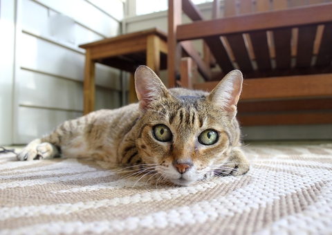 Doenças renais estão entre principais causas de morte de cães e gatos