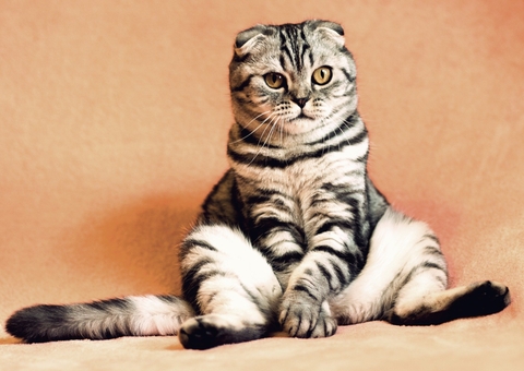 Pesquisa aponta que gatos não gostam de se esforçar pelas refeições