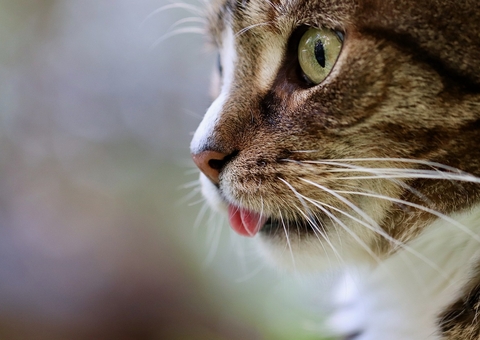 Dia Internacional dos Gatos: Especialista alerta para cuidados com felinos no verão amazônico