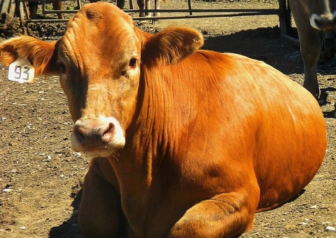 Brasil confirma dois casos de 'vaca louca' em frigoríficos