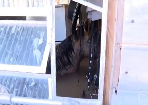 Morre cavalo que ficou preso com água até o pescoço em Canoas