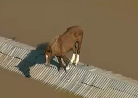 Cavalo ainda está em cima de telhado no RS e web pede ajuda:  '#SalvemOCavaloDeCanoas'