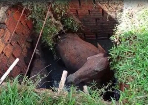 Bombeiros resgatam cavalos que caíram em fossa no Amazonas