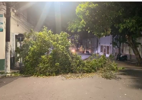 Parte de árvore desaba e bloqueia rua no centro de Manaus