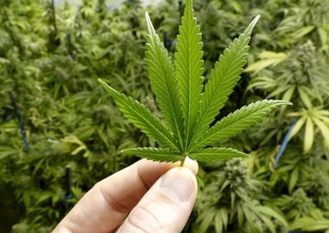 STJ autoriza pacientes a cultivarem cannabis para fins medicinais