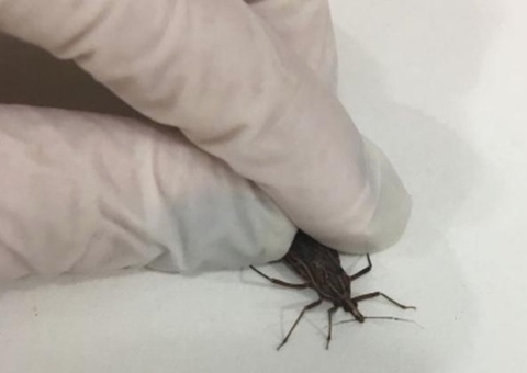 Dez casos de Doença de Chagas estão sendo investigados no Amazonas