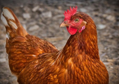 Brasil tem segundo caso de gripe aviária em animal doméstico