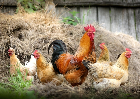 China retoma importações de frango brasileiro após suspensão por gripe aviária
