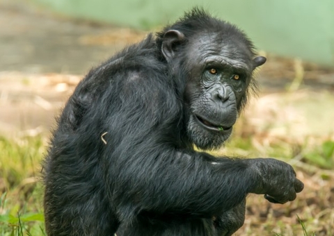 TV japonesa oferece prêmio milionário para mulher fazer sexo com chimpanzé