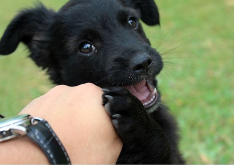 Cuidado com a ceia: alimentos podem ser perigosos para pets